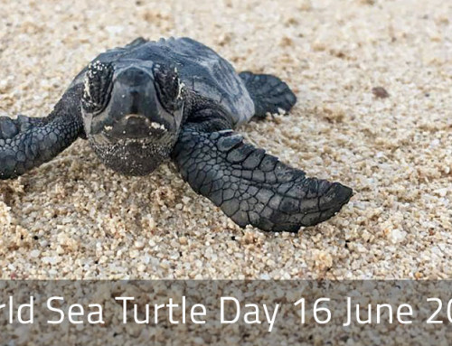 Newsletter Juni 2021: World Sea Turtle Day 16. Juni 2021