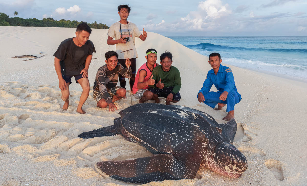 Lederschildkröte und Rangerteam am Strand in Sumatra