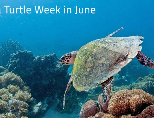 Newsletter Juli 2022: Die Woche der Meeresschildkröten im Juni