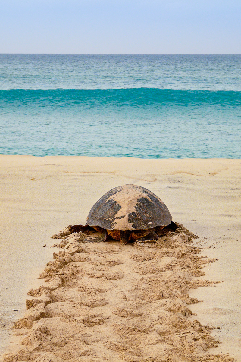 Meeresschildkröte auf dem Weg zurück ins Meer