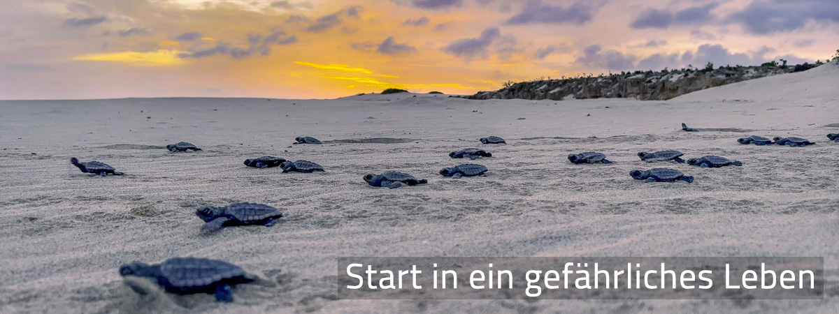 Frisch geschlüpfte Meeresschildkröten am Strand