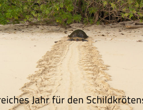 Newsletter Dezember 2022: Erfolgreiches Jahr für den Schildkrötenschutz