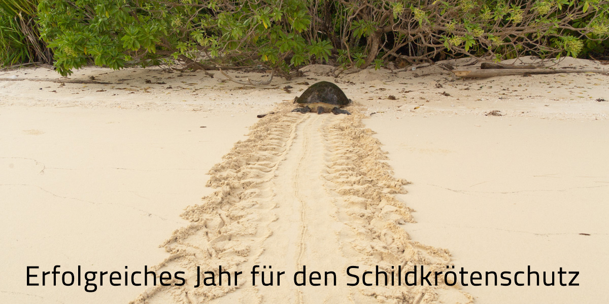 Schildkröte auf dem Weg am Strand