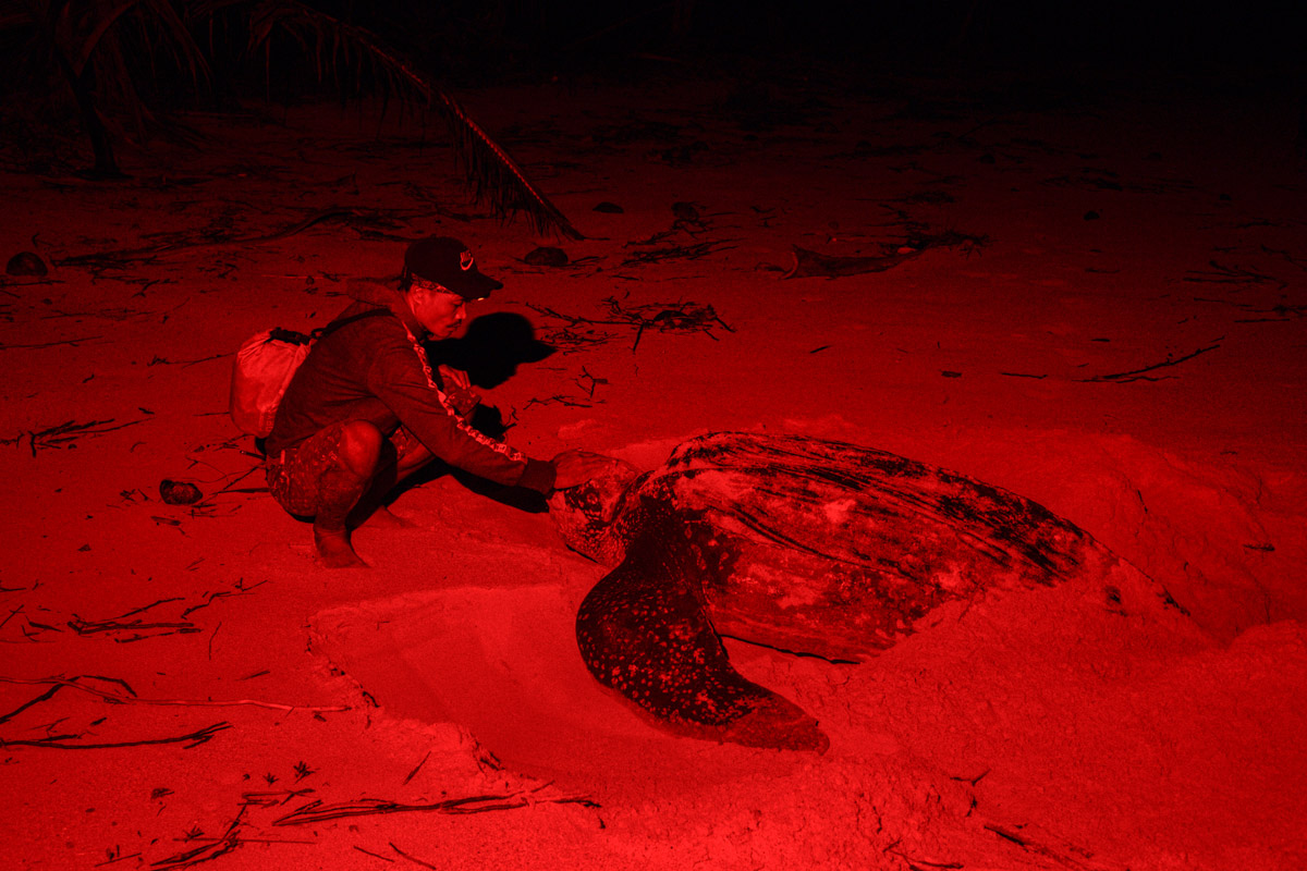 Ranger neben einer nistenden Meeresschildkröte (Indonesien)