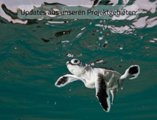 Newsletter Juli 2023: Bestens aufgestellt für den Meeresschildkrötenschutz