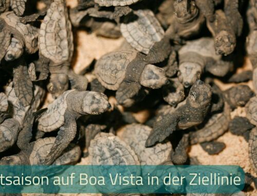 Newsletter September 2023: Neue Projekte für effektiven Schildkrötenschutz