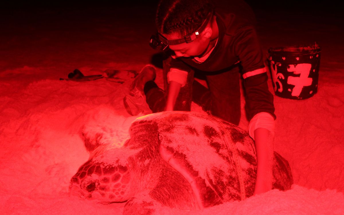 NL_2023-09-20_5_GEF_Website Female student measuring a loggerhead turtle in nesting process