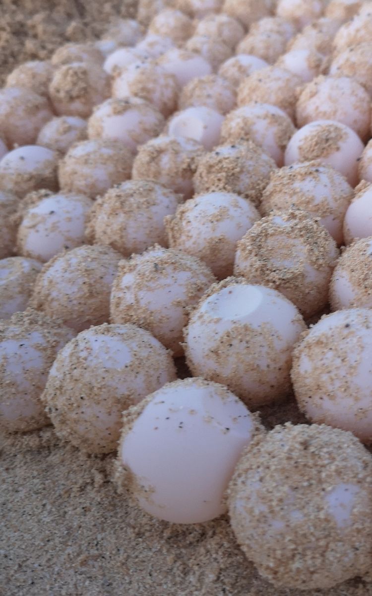 Eggs of loggerhead turtles in a hatchery