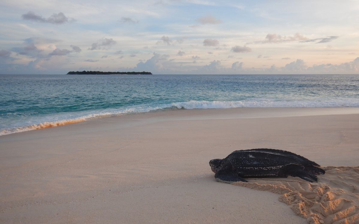 Leatherback turtle on the beach, Indonesia