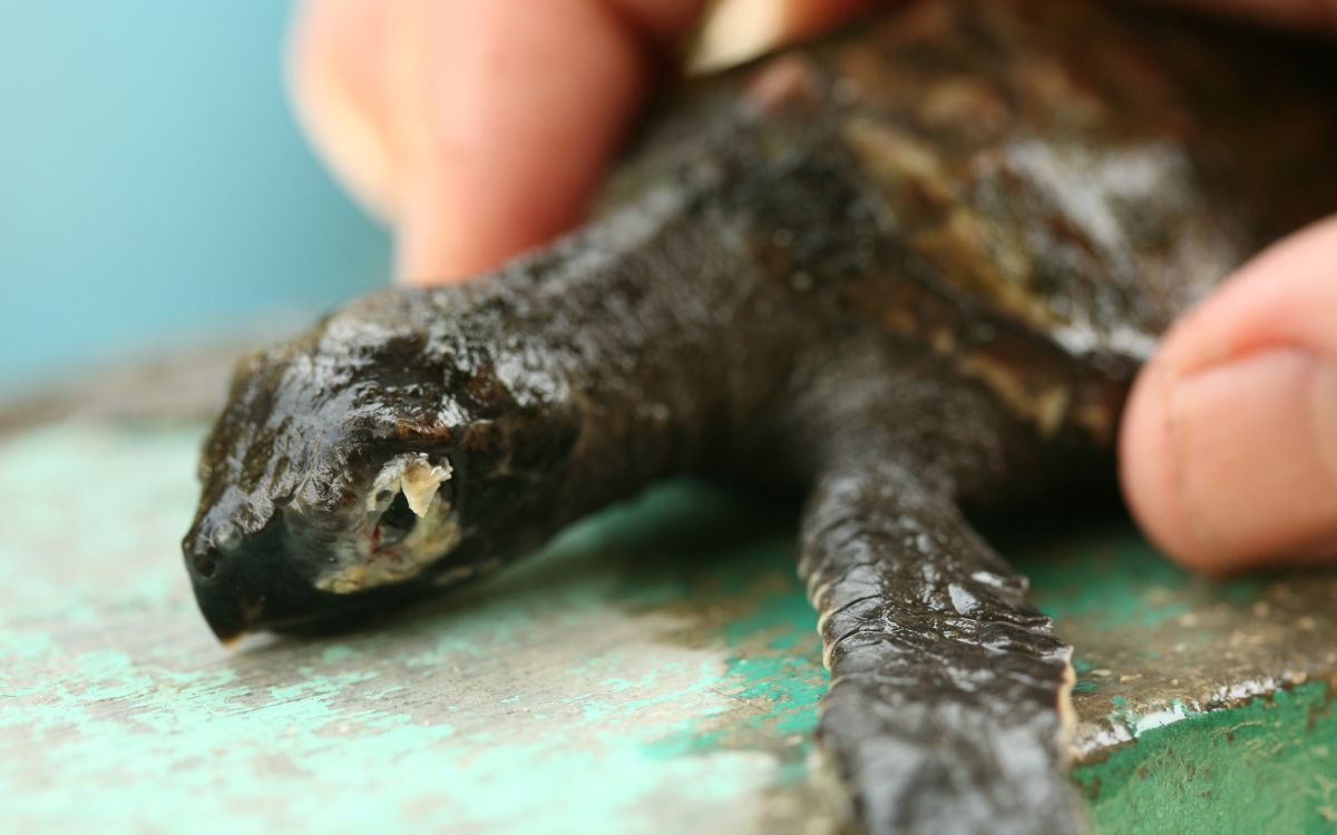 Deseased young sea turtle in breeding centre