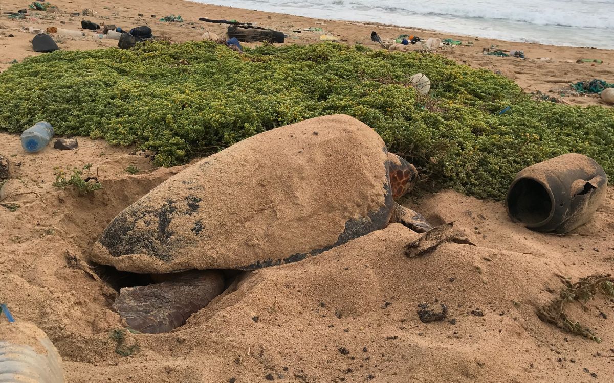 Erwachsene Unechte Karettschildkröte am Strand inmitten von Müll