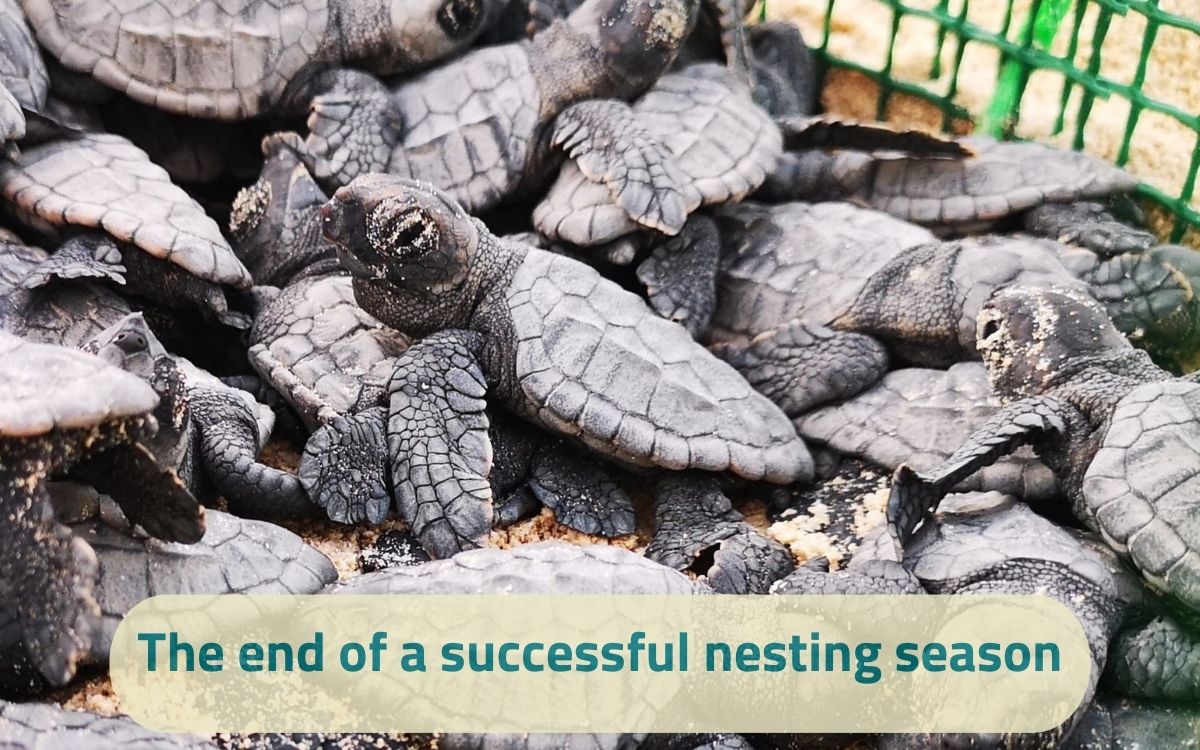 End of a successful nesting season (symbolic)