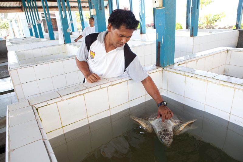 OliveRidley-Schildkröte_Aufzuchtstation_Becken_West-Sumatra Olive Ridley Sea Turtle in a small tank in a breeding centre, Indonesia