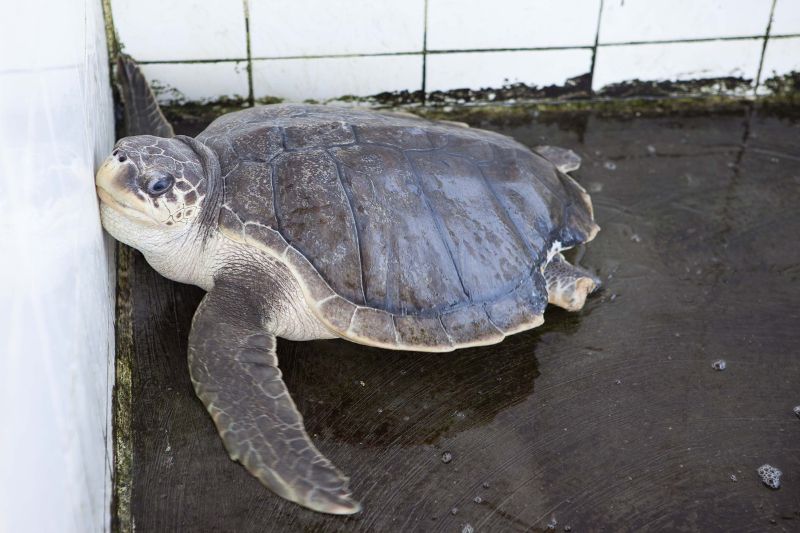 OliveRidley-Schildkröte_Aufzuchtstation_West-Sumatra Olive Ridley Sea Turtle with Meeresschildkröte with mutilated limbs in a breeding centre in West Sumatra