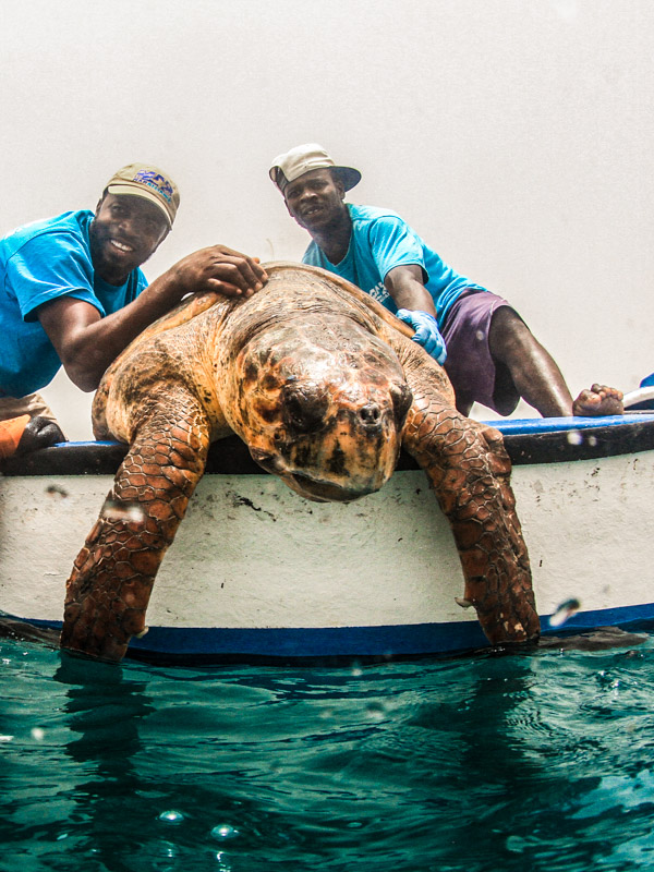 Freilassung einer besenderten Schildkröte von einem Boot aus