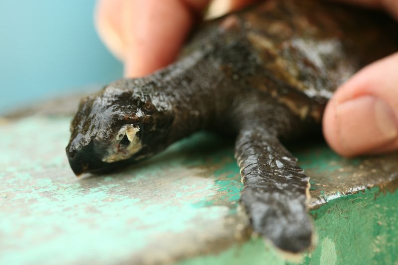 Schildkröten-Schlüpfling_mit_Augeninfektion_Headstarting_Pulau-Seribu_Indonesien Sea turtle hatchling with an eye infection in a so-called breeding centre, Pulau Seribu, Indonesia