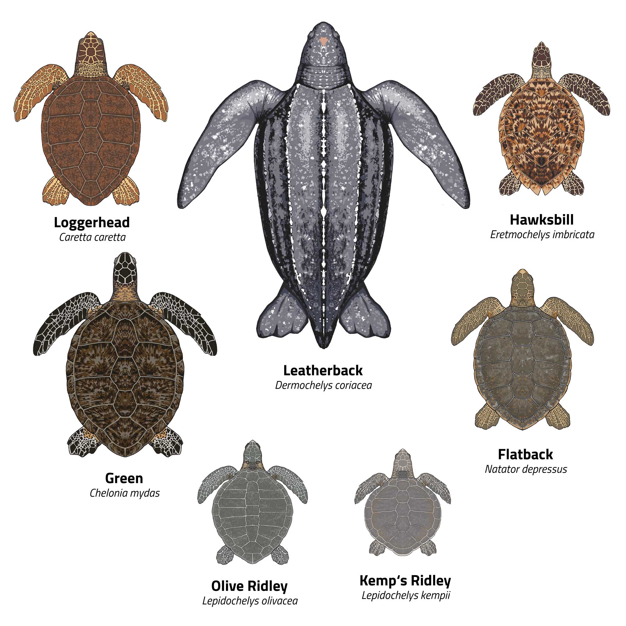 The seven species of sea turtles illustrated