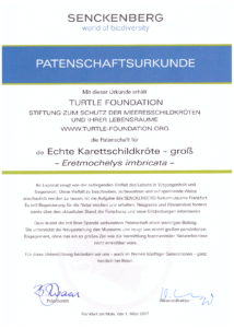 Adoption certificate Senckenberg exhibit hawksbill large
