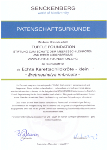 Adoption certificate Senckenberg exhibit hawksbill small