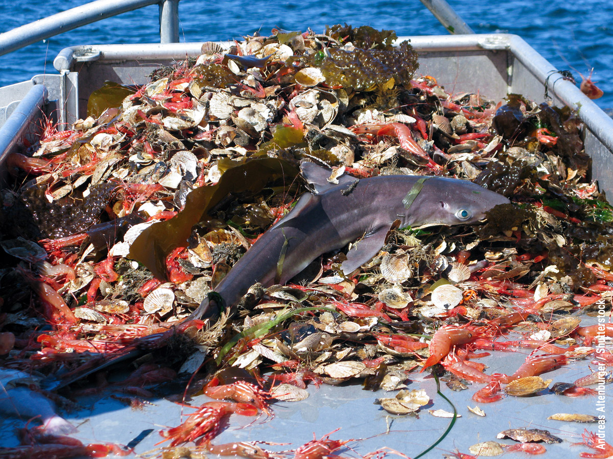 Fishery bycatch