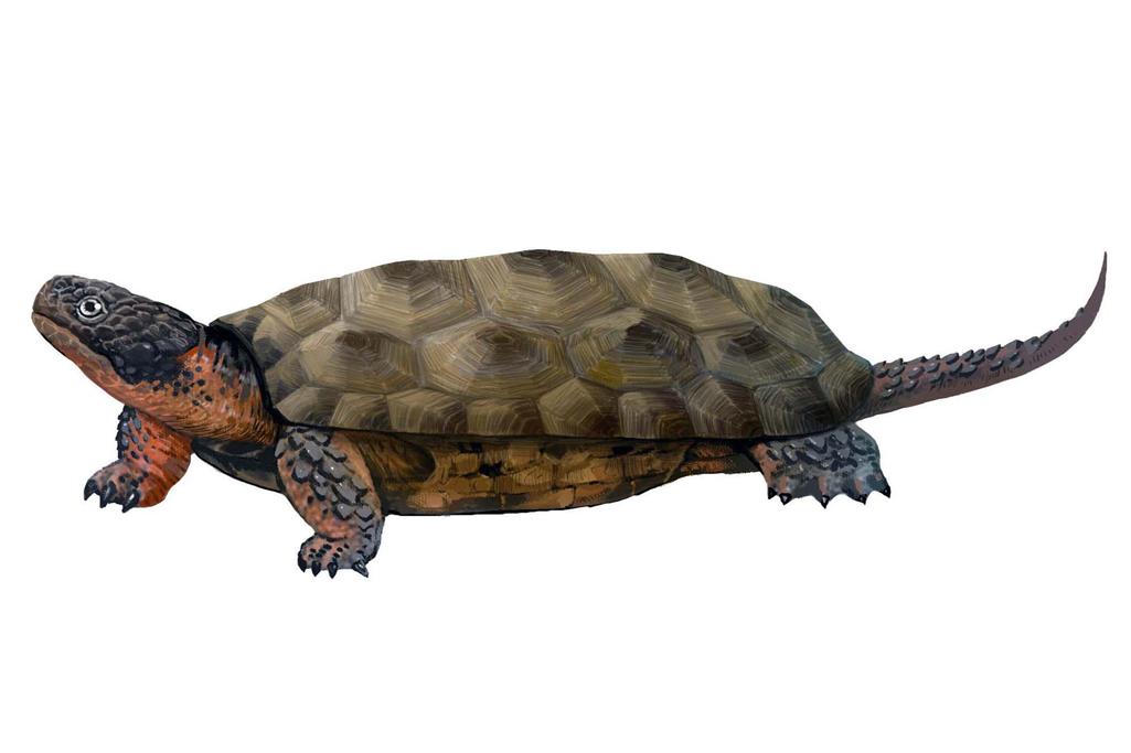 Sichuanchelys palatodentata reconstruction from Lida Xing