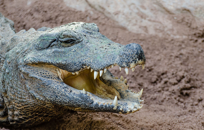 Crocodyle Osteolaemus tetraspis (Wikipedia)