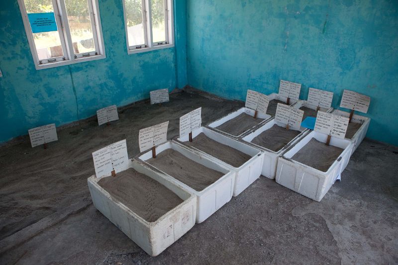 Teil_einer_Headstarting-Anlage_Hatchery_für Schildkröteneier_Indonesien Parts of a headstarting breeding facility for the raising of sea turtles: sand tanks with nests, Indonesia