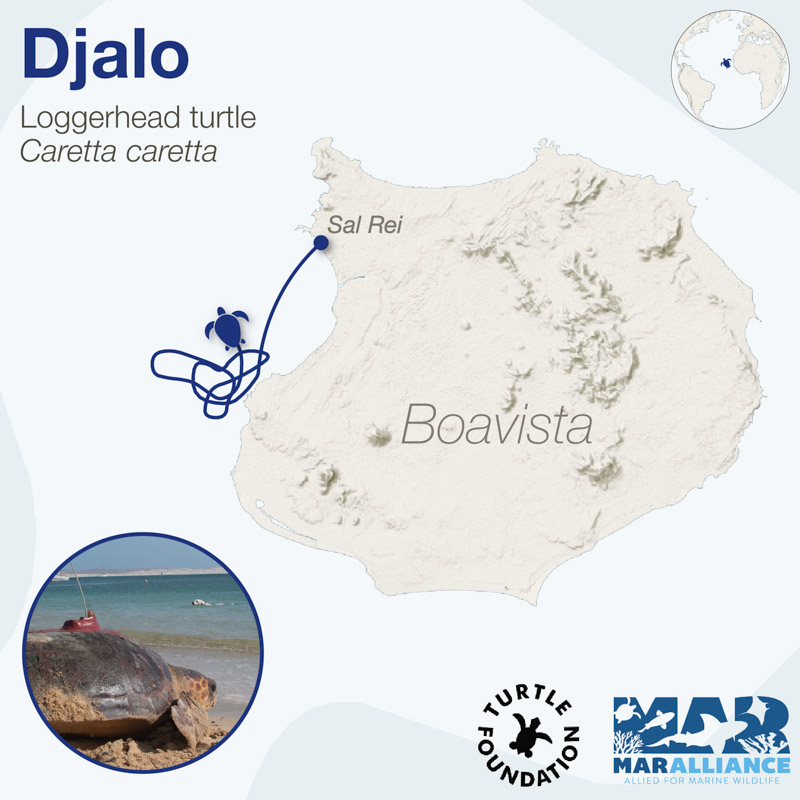 Tracking_Djalo_MarAlliance_2020_05 Grafische Darstellung des Wanderwegs einer besenderten Schildkröte vor der Westküste Boa Vistas