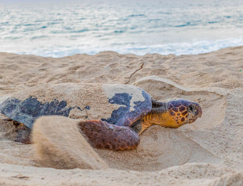 Wrapping Up the Nesting Season on Boa Vista