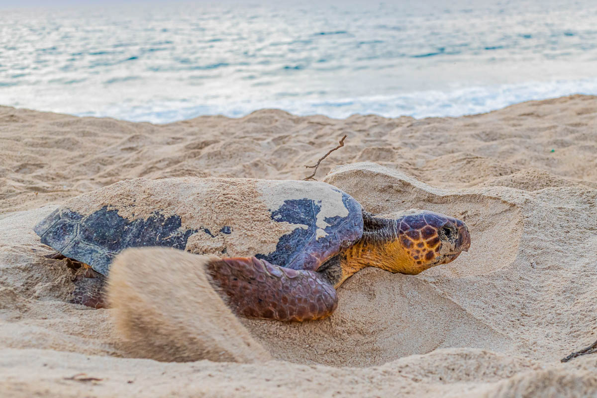 Nesting Loggerhead Turtle Boa Vista