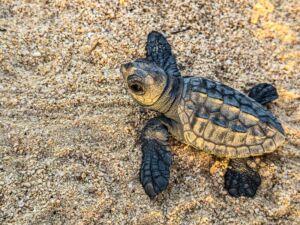 Datenerhebung einer getöteten Unechten Karettschildkröte am Strand