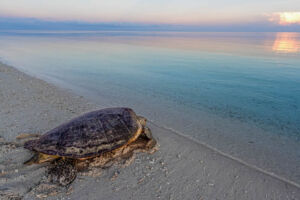 TurtleFoundationNews_GreenSeaTurtle Datenerhebung einer getöteten Unechten Karettschildkröte am Strand