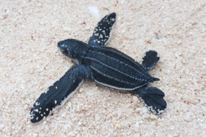 TurtleFoundationNews_Leatherback Datenerhebung einer getöteten Unechten Karettschildkröte am Strand