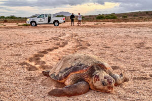 TurtleFoundationNews_LostLoggerhead Datenerhebung einer getöteten Unechten Karettschildkröte am Strand