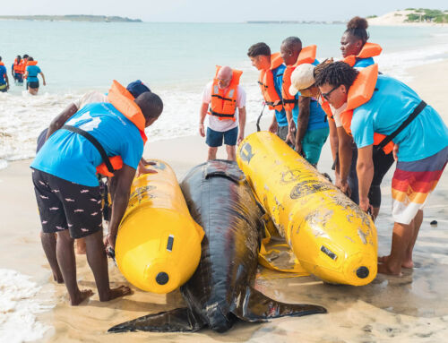 Training to Rescue Stranded Whales and Dolphins in Cabo Verde