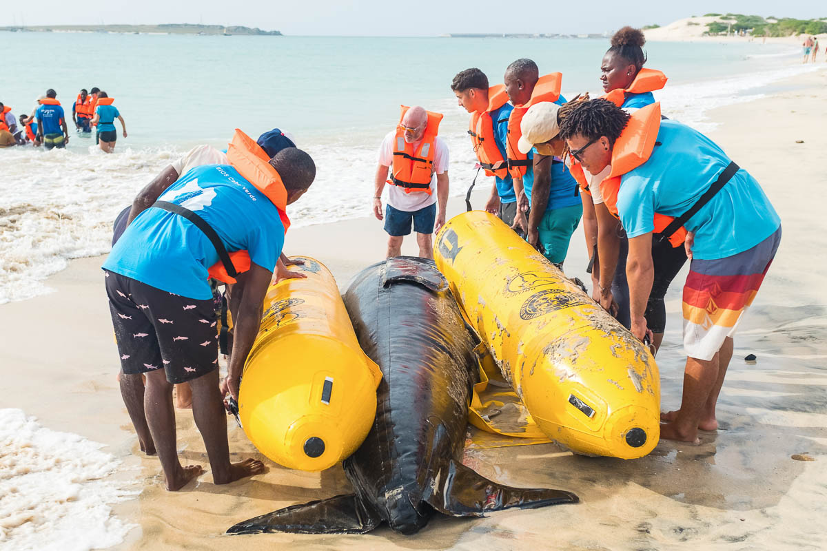 Participants in the training for rescuing stranded whales and dolphins Cabo verde