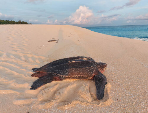Helft uns, die bedrohten Lederschildkröten des Indischen Ozeans zu schützen – mit eurer Stimme!