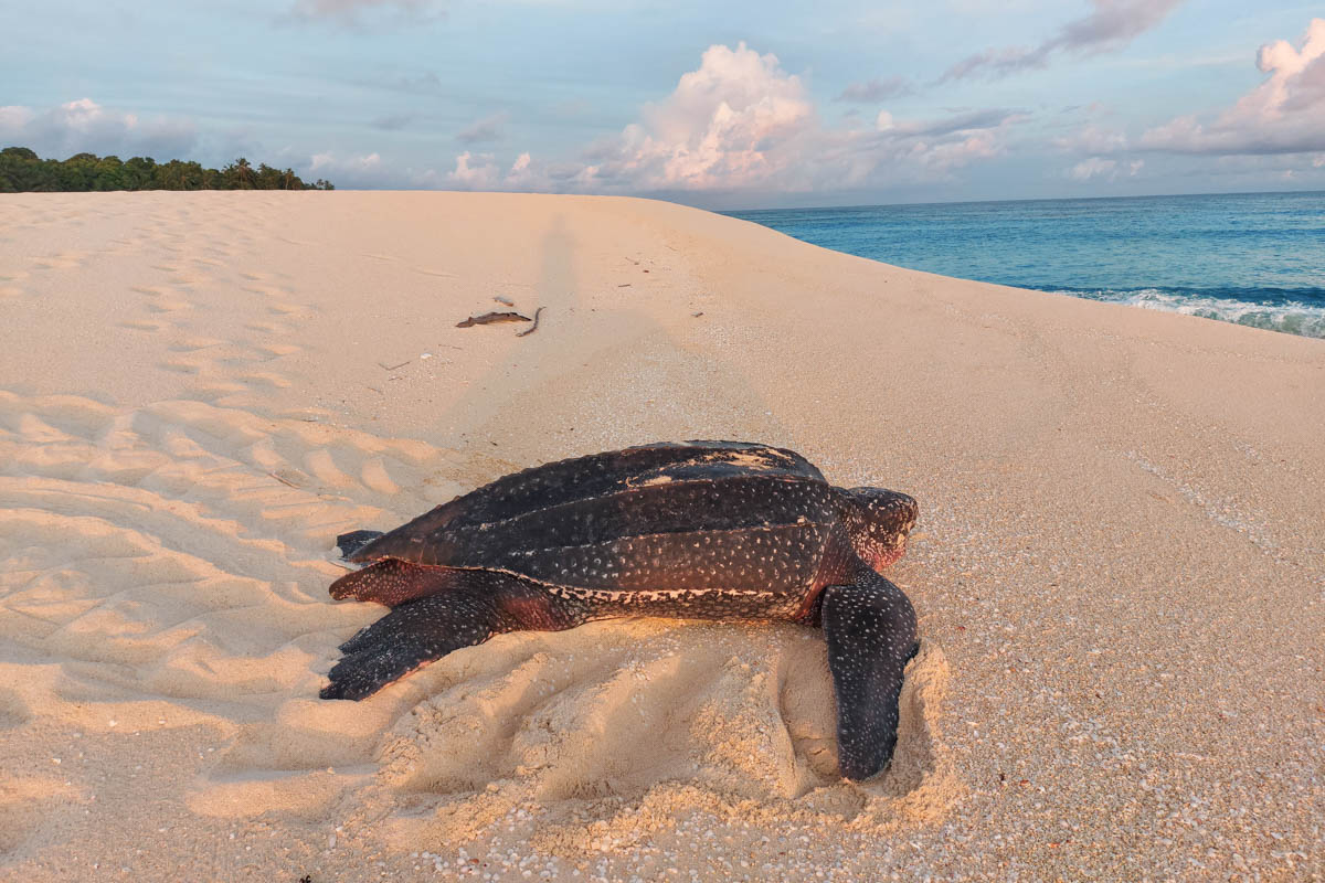 Leatherback Sea Turtle on beach after nesting