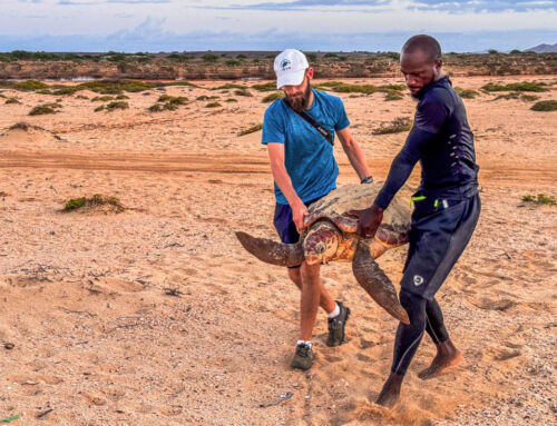 Turtle Rescue and Information Centre auf Boa Vista