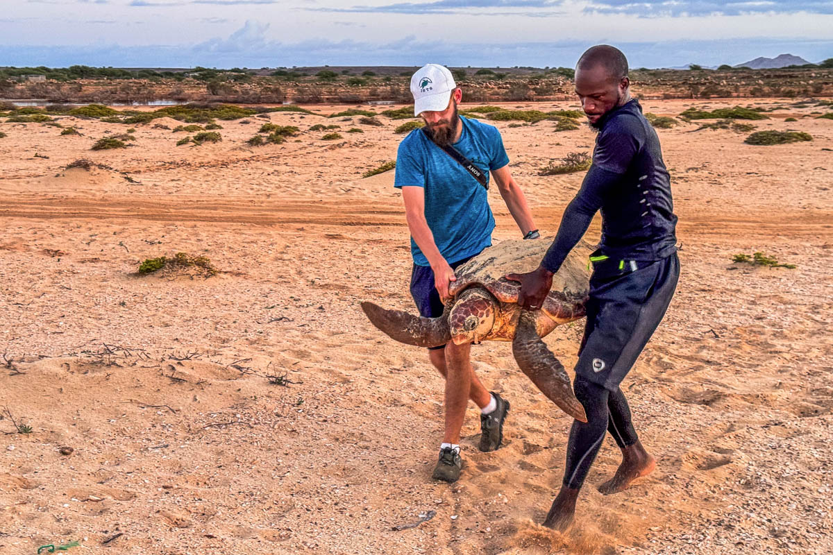 Ranger rescue a lost sea turtle and carry it back to the sea