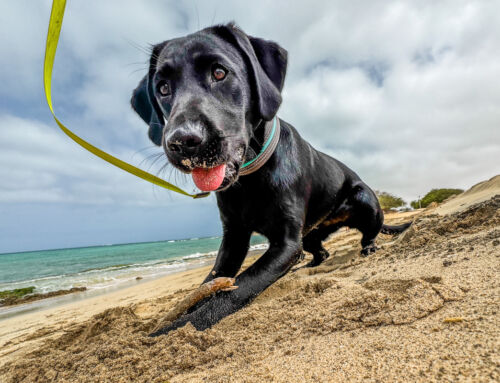 Meet Olivia – our conservation dog now working on Boa Vista