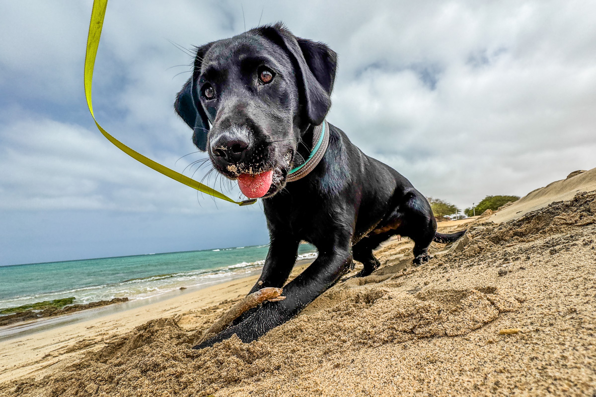 Conservation dog Olivia on the beach