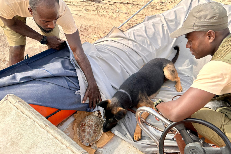 Website_DnDTeam_Karetta_Training Conservation dog Karetta training her nose for sea turtle trailing