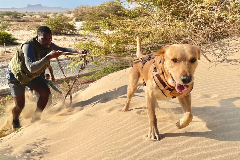Artenschutzhund Kelo bei der Arbeit auf Boa Vista