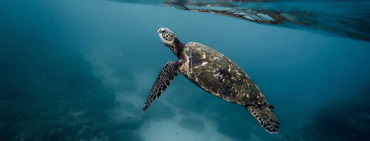 Webshop sea turtle Sea turtle shop header