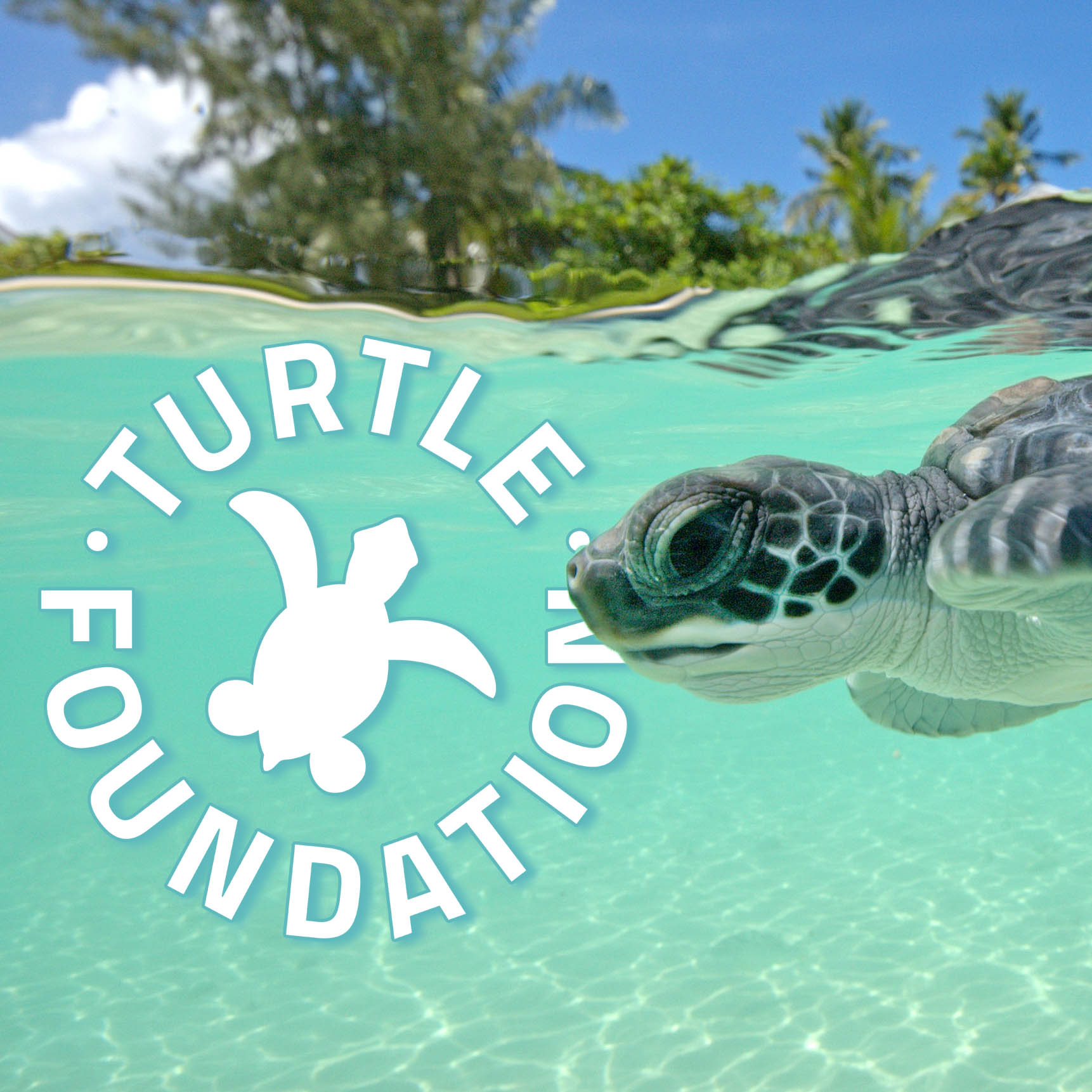 Turtle Foundation Protecting Sea Turtles And Their Habitats