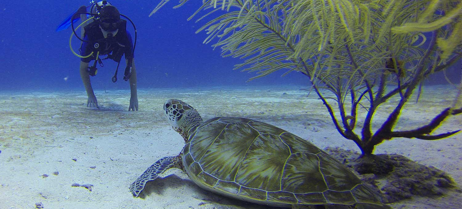 diver with sea turtle (underwater)
