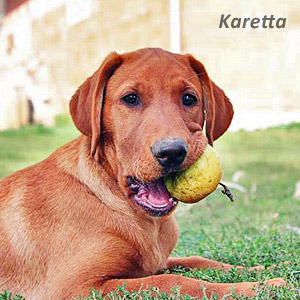 Image: Turtle Foundation search dog Karetta