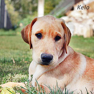 Image: Turtle Foundation search dog Kelo