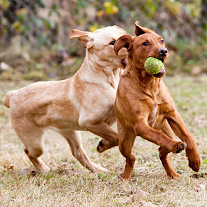 Artenschutzhunde Karetta und Kelo beim Spiel